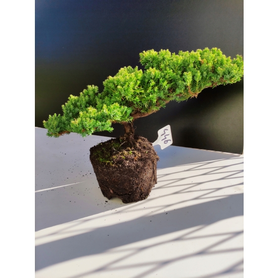 Żywe Drzewko Bonsai Jałowiec Rozesłany Procumbens 10-letni +GRATIS 446