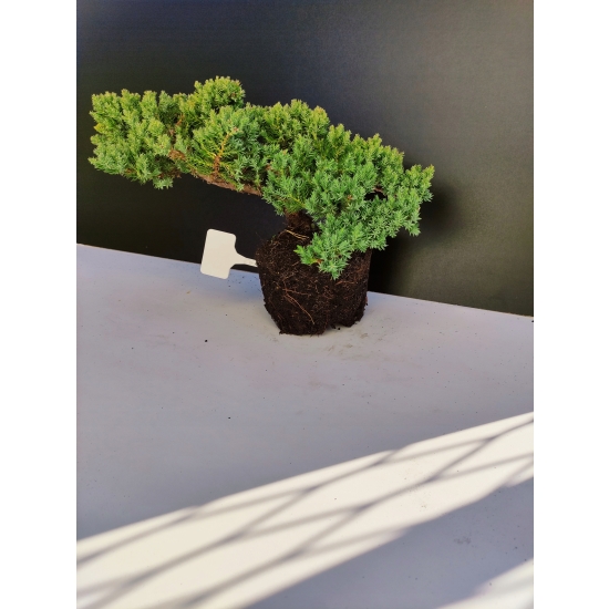 Żywe Drzewko Bonsai Jałowiec Rozesłany Procumbens 10-letni +GRATIS 446
