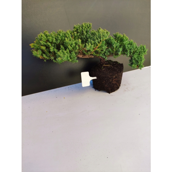 Żywe Drzewko Bonsai Jałowiec Rozesłany Procumbens 10-letni +GRATIS 446
