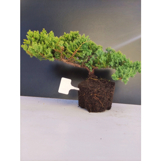Żywe Drzewko Bonsai Jałowiec Rozesłany Procumbens 10-letni +GRATIS 446