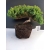 Żywe Drzewko Bonsai Jałowiec Rozesłany Procumbens 10-letni +GRATIS 454