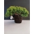 Żywe Drzewko Bonsai Jałowiec Rozesłany Procumbens 10-letni +GRATIS 454