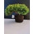 Żywe Drzewko Bonsai Jałowiec Rozesłany Procumbens 10-letni +GRATIS 454