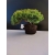 Żywe Drzewko Bonsai Jałowiec Rozesłany Procumbens 10-letni +GRATIS 454