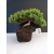 Żywe Drzewko Bonsai Jałowiec Rozesłany Procumbens 10-letni +GRATIS 454