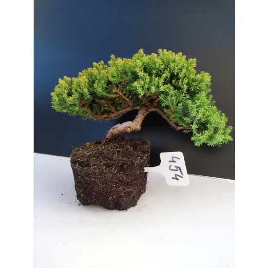 Żywe Drzewko Bonsai Jałowiec Rozesłany Procumbens 10-letni +GRATIS 454