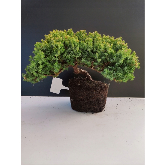 Żywe Drzewko Bonsai Jałowiec Rozesłany Procumbens 10-letni +GRATIS 454