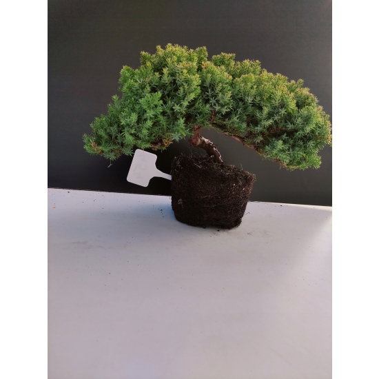 Żywe Drzewko Bonsai Jałowiec Rozesłany Procumbens 10-letni +GRATIS 454
