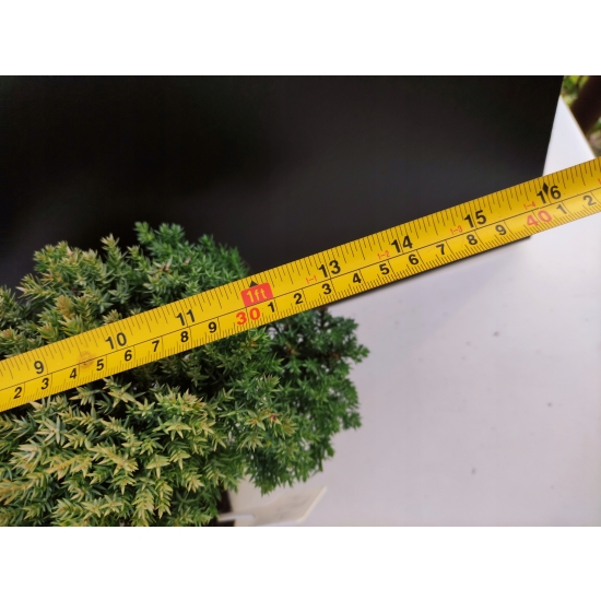 Żywe Drzewko Bonsai Jałowiec Rozesłany Procumbens 10-letni +GRATIS 454