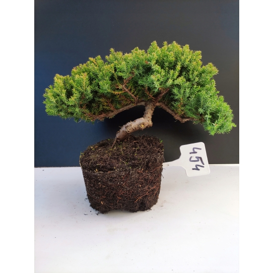 Żywe Drzewko Bonsai Jałowiec Rozesłany Procumbens 10-letni +GRATIS 454