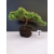 Żywe Drzewko Bonsai Jałowiec Rozesłany Procumbens 10-letni +GRATIS 449