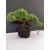Żywe Drzewko Bonsai Jałowiec Rozesłany Procumbens 10-letni +GRATIS 449
