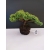Żywe Drzewko Bonsai Jałowiec Rozesłany Procumbens 10-letni +GRATIS 449