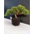 Żywe Drzewko Bonsai Jałowiec Rozesłany Procumbens 10-letni +GRATIS 449