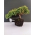 Żywe Drzewko Bonsai Jałowiec Rozesłany Procumbens 10-letni +GRATIS 449
