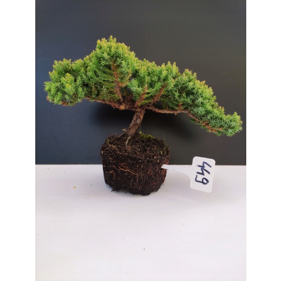 Żywe Drzewko Bonsai Jałowiec Rozesłany Procumbens 10-letni +GRATIS 449