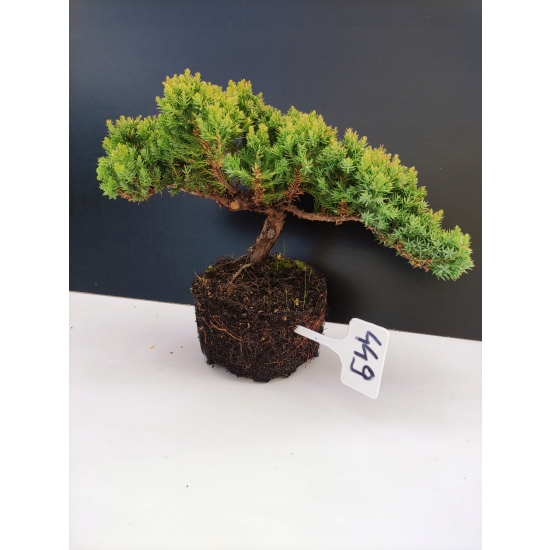 Żywe Drzewko Bonsai Jałowiec Rozesłany Procumbens 10-letni +GRATIS 449