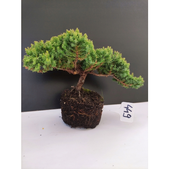 Żywe Drzewko Bonsai Jałowiec Rozesłany Procumbens 10-letni +GRATIS 449