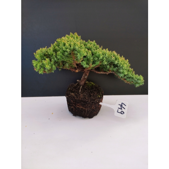 Żywe Drzewko Bonsai Jałowiec Rozesłany Procumbens 10-letni +GRATIS 449