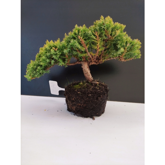 Żywe Drzewko Bonsai Jałowiec Rozesłany Procumbens 10-letni +GRATIS 449
