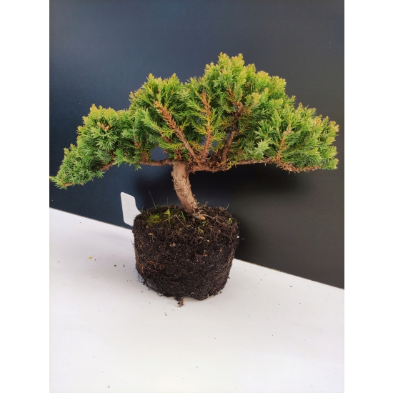 Żywe Drzewko Bonsai Jałowiec Rozesłany Procumbens 10-letni +GRATIS 449