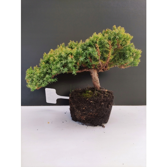 Żywe Drzewko Bonsai Jałowiec Rozesłany Procumbens 10-letni +GRATIS 449