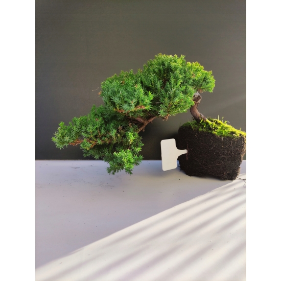 Żywe Drzewko Bonsai Jałowiec Rozesłany Procumbens 10-letni +GRATIS 459