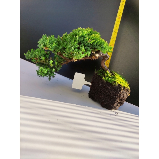 Żywe Drzewko Bonsai Jałowiec Rozesłany Procumbens 10-letni +GRATIS 459