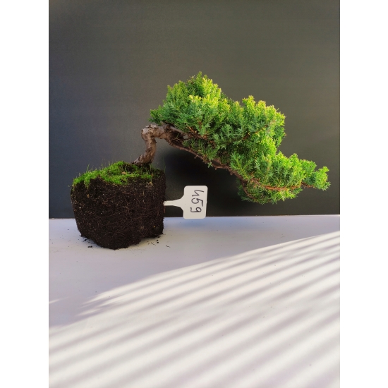 Żywe Drzewko Bonsai Jałowiec Rozesłany Procumbens 10-letni +GRATIS 459