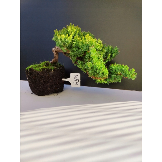 Żywe Drzewko Bonsai Jałowiec Rozesłany Procumbens 10-letni +GRATIS 459