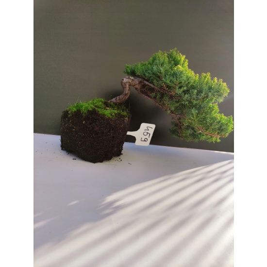 Żywe Drzewko Bonsai Jałowiec Rozesłany Procumbens 10-letni +GRATIS 459