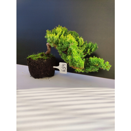 Żywe Drzewko Bonsai Jałowiec Rozesłany Procumbens 10-letni +GRATIS 459