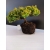 Żywe Drzewko Bonsai Jałowiec Rozesłany Procumbens 10-letni +GRATIS 456