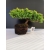 Żywe Drzewko Bonsai Jałowiec Rozesłany Procumbens 10-letni +GRATIS 456