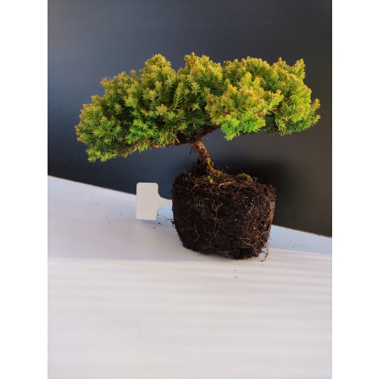Żywe Drzewko Bonsai Jałowiec Rozesłany Procumbens 10-letni +GRATIS 456