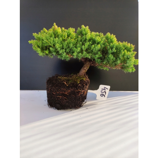 Żywe Drzewko Bonsai Jałowiec Rozesłany Procumbens 10-letni +GRATIS 456
