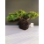 Żywe Drzewko Bonsai Jałowiec Rozesłany Procumbens 10-letni +GRATIS 452