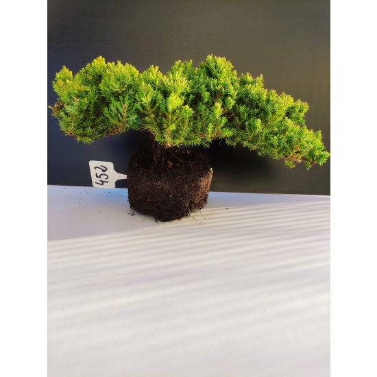 Żywe Drzewko Bonsai Jałowiec Rozesłany Procumbens 10-letni +GRATIS 452