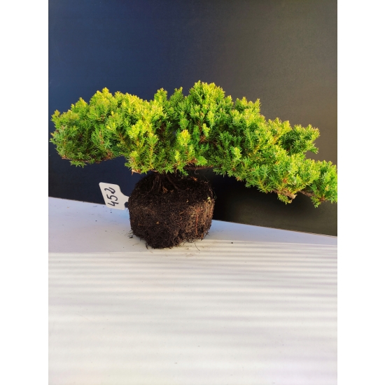 Żywe Drzewko Bonsai Jałowiec Rozesłany Procumbens 10-letni +GRATIS 452