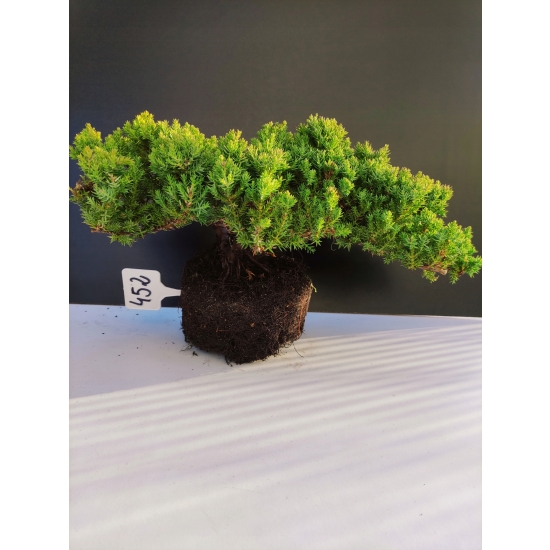 Żywe Drzewko Bonsai Jałowiec Rozesłany Procumbens 10-letni +GRATIS 452