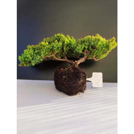 Żywe Drzewko Bonsai Jałowiec Rozesłany Procumbens 10-letni +GRATIS 452