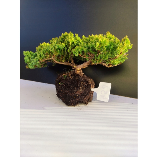 Żywe Drzewko Bonsai Jałowiec Rozesłany Procumbens 10-letni +GRATIS 452