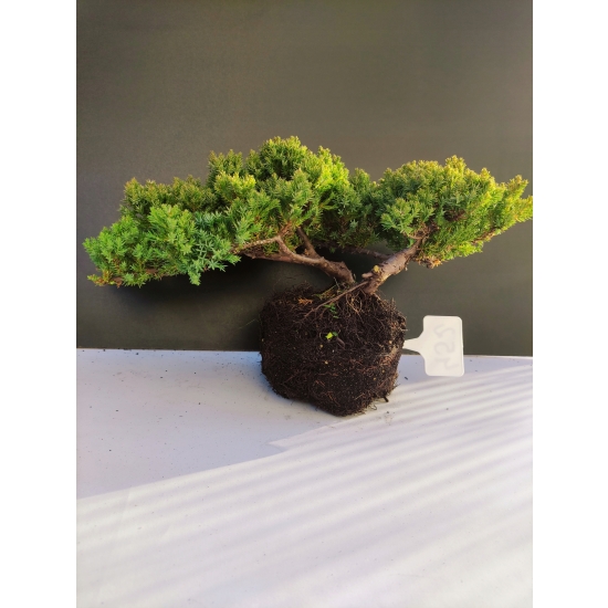 Żywe Drzewko Bonsai Jałowiec Rozesłany Procumbens 10-letni +GRATIS 452