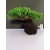 Żywe Drzewko Bonsai Jałowiec Rozesłany Procumbens 10-letni +GRATIS 444