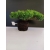 Żywe Drzewko Bonsai Jałowiec Rozesłany Procumbens 10-letni +GRATIS 444