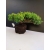 Żywe Drzewko Bonsai Jałowiec Rozesłany Procumbens 10-letni +GRATIS 444