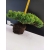Żywe Drzewko Bonsai Jałowiec Rozesłany Procumbens 10-letni +GRATIS 444