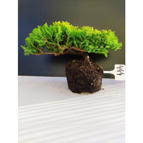 Żywe Drzewko Bonsai Jałowiec Rozesłany Procumbens 10-letni +GRATIS 444