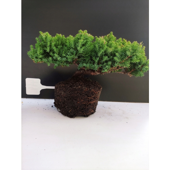 Żywe Drzewko Bonsai Jałowiec Rozesłany Procumbens 10-letni +GRATIS 444