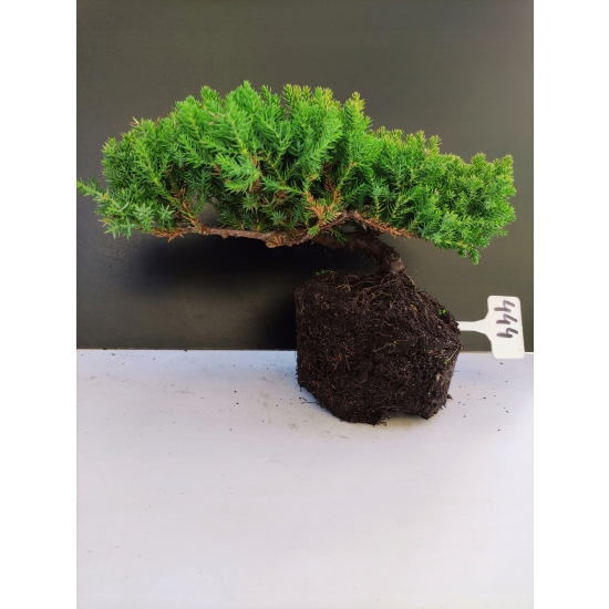Żywe Drzewko Bonsai Jałowiec Rozesłany Procumbens 10-letni +GRATIS 444